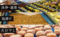 紀州南高梅使用　はちみつうす塩味完熟梅干し　800g【準備でき次第、順次発送】【TM142】