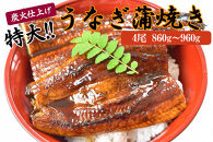 うなぎ蒲焼き4尾入り 860g～960g（蒲焼たれ8袋 山椒付き）［KS7］