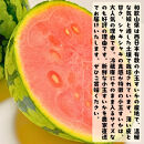 ［先行予約&nbsp;2027年6月発送］厳選&nbsp;小玉すいか&nbsp;Mサイズ／2玉入り［農家直送］［先行予約］［和歌山県産］［MS127］