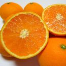 【訳あり】清見オレンジ 約3kg【農家直送】【先行予約】【和歌山県産】【2025年2月下旬～3月下旬発送】