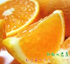 【訳あり】清見オレンジ 約7.5kg【農家直送】【先行予約】【和歌山県産】【2025年2月下旬～3月下旬発送】