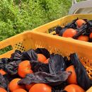 【訳あり】セミノールオレンジ 約3kg【農家直送】【先行予約】【和歌山県産】【2025年4月上旬～4月下旬発送】