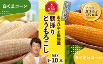 【26年発送先行予約】朝採りとうもろこしMIX10本 4kg あさひやま動物園 白くまコーンとライオンコーンのミックス（2026年8月中旬から発送開始予定）【 とうもろこし 人気 北海道 糖度 野菜 白いとうもろこし 白いスイートコーン 産地直送 ホワイトレディ ゴールドラッシュ コーン 玉蜀黍 旬 お取り寄せ 旭川市 北海道 】_02157