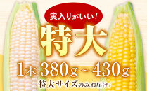 【26年発送先行予約】朝採りとうもろこしMIX10本&nbsp;4kg&nbsp;あさひやま動物園&nbsp;白くまコーンとライオンコーンのミックス（2026年8月中旬から発送開始予定）【&nbsp;とうもろこし&nbsp;人気&nbsp;北海道&nbsp;糖度&nbsp;野菜&nbsp;白いとうもろこし&nbsp;白いスイートコーン&nbsp;産地直送&nbsp;ホワイトレディ&nbsp;ゴールドラッシュ&nbsp;コーン&nbsp;玉蜀黍&nbsp;旬&nbsp;お取り寄せ&nbsp;旭川市&nbsp;北海道&nbsp;】_02157