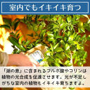 植物由来100％&nbsp;天然土壌菌入りオーガニック肥料&nbsp;湖の恵&nbsp;インドア用混合タイプ&nbsp;2kg×2袋