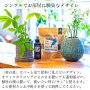 植物由来100％ 天然土壌菌入りオーガニック植物活力液 Plants＋ 300ml×2本