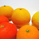 【ご家庭用】旬の 柑橘 詰め合わせ セット 約2.5kg【先行予約】【農家直送】【和歌山県産】【2025年1月中旬～4月下旬発送】