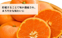 三ヶ日みかん　本貯蔵青島みかん「誉れ」【2027年3月以降順次発送】