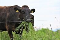 (全10回定期便)【A5～4等級】博多和牛ヒレシャトーブリアンステーキ(ダイヤモンドカット)