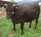 (全10回定期便)【A5～4等級】博多和牛厚切りヒレステーキ