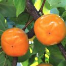 和歌山の平たねなし柿 約7.5kg（fr-01）【先行予約】【秋の美味】