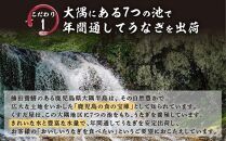 【数量限定】有頭うなぎ白焼き3尾セット（合計450g以上）