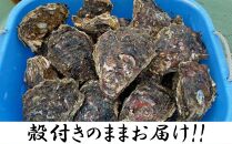 天然岩牡蠣（加熱食用）小サイズ5個入　