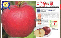 【先行予約】【りんご】新潟佐渡産　千年の輝き　３ヶ（約1.5ｋｇ）　希少