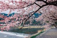 【マルナカ商事株式会社】京都スカーフ　「桜匂う  ～渡月橋～」 1枚