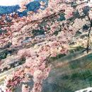 【マルナカ商事株式会社】京都スカーフ　「桜匂う  ～渡月橋～」 1枚