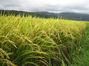 北海道八雲町熊石産 令和5年度産ゆめぴりか10kg(精白米)【 北海道八雲町熊石産 ゆめぴりか 10kg 精白米 米 お米 おこめ コメ こめ おうちごはん 家庭用 八雲町 北海道 年内発送 年内配送 】