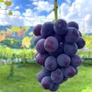 先行予約&nbsp;和歌山&nbsp;有田産&nbsp;巨峰&nbsp;約2kg&nbsp;4〜7房&nbsp;ぶどう&nbsp;フルーツ&nbsp;果物［2026年8月下旬以降発送］