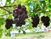 先行予約&nbsp;和歌山&nbsp;有田産&nbsp;巨峰&nbsp;約2kg&nbsp;4〜7房&nbsp;ぶどう&nbsp;フルーツ&nbsp;果物［2026年8月下旬以降発送］
