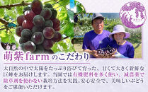 先行予約&nbsp;和歌山&nbsp;有田産&nbsp;巨峰&nbsp;約2kg&nbsp;4〜7房&nbsp;ぶどう&nbsp;フルーツ&nbsp;果物［2026年8月下旬以降発送］