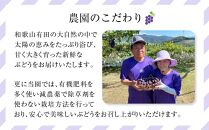 先行予約&nbsp;和歌山&nbsp;有田産&nbsp;2色&nbsp;ぶどう&nbsp;詰め合わせ&nbsp;巨峰&nbsp;マスカットオブアレキサンドリア［2026年8月下旬以降発送］