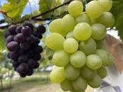 先行予約&nbsp;和歌山&nbsp;有田産&nbsp;2色&nbsp;ぶどう&nbsp;詰め合わせ&nbsp;巨峰&nbsp;マスカットオブアレキサンドリア［2026年8月下旬以降発送］