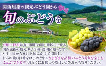 先行予約&nbsp;和歌山&nbsp;有田産&nbsp;巨峰&nbsp;1.2kg&nbsp;3~4房&nbsp;フルーツ&nbsp;果物&nbsp;［2026年8月下旬以降発送］