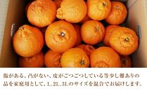 しらぬい&nbsp;約5kg（家庭用）【2026年2月から発送】【不知火&nbsp;柑橘&nbsp;フルーツ&nbsp;果物&nbsp;くだもの&nbsp;食品&nbsp;人気&nbsp;おすすめ&nbsp;広島県&nbsp;尾道市】