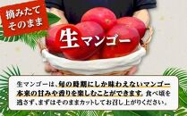 【訳あり】 1.5kg 大崎完熟マンゴー「郷の恵（さとのめぐみ）」加工用マンゴー（糖度10度前後）