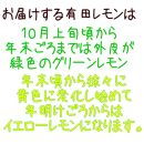 紀州 和歌山 有田 レモン 約1kg【先行予約】【2024年10月上旬～2024年11月中旬発送】