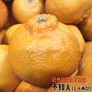 【ご家庭用】濃厚 不知火 和歌山県産 約2.5kg【先行予約・2025年2月上旬～3月下旬発送】