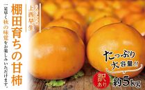 【訳あり 家庭用】由布岳を眺める棚田育ちの甘柿『上西早生』 約5kg【先行予約／数量限定】