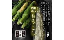 【予約受付中】衝撃の甘さ！朝採りとうもろこし「麓もろこし 」2Lサイズ 12～14本