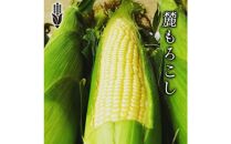 【予約受付中】衝撃の甘さ！朝採りとうもろこし「麓もろこし 」2Lサイズ 12～14本