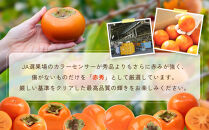 【先行予約】【2026年10月中旬より順次発送】柿&nbsp;おけさ柿&nbsp;赤秀&nbsp;Lサイズ&nbsp;18玉&nbsp;《種なし&nbsp;芳醇な甘み》マルハおけさ柿ブランド