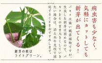 観葉植物】パキラ 7号 ホワイトスクエア陶器鉢 ストレート 高さ:約85cm