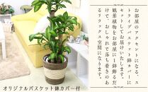 【観葉植物】幸福の木 8号 ストライプバスケット鉢カバー 高さ:約1m～1.2m(鉢底より) 【観葉植物 植物 鉢付 インテリア 部屋 室内 オフィス 癒し エコ グリーン マイナスイオン リラックス オシャレ おしゃれ ギフト プレゼント 贈り物 人気 おすすめ  福岡県筑前町 送料無料 AG008】