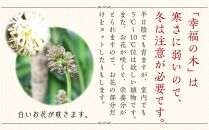 【観葉植物】幸福の木 8号 ストライプバスケット鉢カバー 高さ:約1m～1.2m(鉢底より) ｜観葉植物 インテリア 部屋 おしゃれ 福岡県筑前町 送料無料