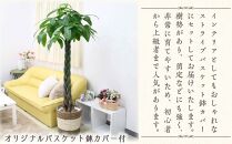 【観葉植物】パキラ 10号 ストライプバスケット鉢カバー 土の表面:ウッドチップ【観葉植物 植物 鉢付 インテリア 部屋 室内 オフィス 癒し エコ グリーン マイナスイオン リラックス オシャレ おしゃれ ギフト プレゼント 贈り物 人気 おすすめ  福岡県筑前町 送料無料 AG010】