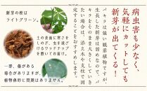 【観葉植物】パキラ 10号 ストライプバスケット鉢カバー 土の表面:ウッドチップ｜観葉植物 インテリア 部屋 おしゃれ 福岡県筑前町 送料無料