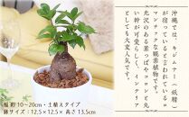 【観葉植物】幸せを見守る樹 ガジュマル 5号 ホワイト陶器鉢 丸ロング 土の表面:ウッドチップ 【観葉植物 植物 鉢付 インテリア 部屋 室内 オフィス 癒し エコ グリーン マイナスイオン リラックス オシャレ おしゃれ ギフト プレゼント 贈り物 人気 おすすめ  福岡県筑前町 送料無料 AG012】