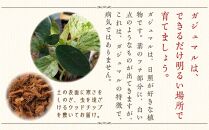 【観葉植物】幸せを見守る樹 ガジュマル 5号 ホワイト陶器鉢 丸ロング 土の表面:ウッドチップ ｜観葉植物 インテリア 部屋 おしゃれ 福岡県筑前町 送料無料