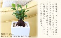 【観葉植物】幸せを見守る樹 ガジュマル 6号 スクエア陶器鉢 ストレート 高さ:約40cm～55cm内外 ｜観葉植物 インテリア 部屋 おしゃれ 福岡県筑前町 送料無料