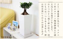 【観葉植物】幸せを見守る樹 ガジュマル 6号 スクエア陶器鉢 ストレート 高さ:約40cm～55cm内外 ｜観葉植物 インテリア 部屋 おしゃれ 福岡県筑前町 送料無料