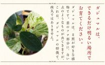 【観葉植物】幸せを見守る樹 ガジュマル 6号 スクエア陶器鉢 ストレート 高さ:約40cm～55cm内外 ｜観葉植物 インテリア 部屋 おしゃれ 福岡県筑前町 送料無料