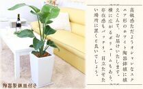 【観葉植物】オーガスタ 7号 ホワイトスクエア陶器鉢SW 土の表面:ウッドチップ 【観葉植物 植物 鉢付 インテリア 部屋 室内 オフィス 癒し エコ グリーン マイナスイオン リラックス オシャレ おしゃれ ギフト プレゼント 贈り物 人気 おすすめ  福岡県筑前町 送料無料 AG015】