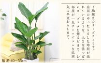 【観葉植物】オーガスタ 8号 ホワイトスクエア陶器鉢SW 土の表面:ウッドチップ 【観葉植物 植物 鉢付 インテリア 部屋 室内 オフィス 癒し エコ グリーン マイナスイオン リラックス オシャレ おしゃれ ギフト プレゼント 贈り物 人気 おすすめ  福岡県筑前町 送料無料 AG016】