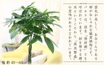 【観葉植物】パキラ 8号 ホワイトバスケット鉢カバー 土の表面:ウッドチップ ｜観葉植物 インテリア 部屋 おしゃれ 福岡県筑前町 送料無料