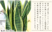 【観葉植物】サンスベリア 7号 バスケット鉢カバー 土の表面:ウッドチップ ｜観葉植物 インテリア 部屋 おしゃれ 福岡県筑前町 送料無料