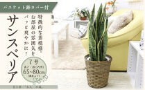 サンスベリア 7号 バスケット鉢カバー 土の表面:ウッドチップ【観葉植物 植物 サンスベリア 7号 バスケット 鉢付 インテリア 部屋 室内 オフィス 癒し エコ グリーン マイナスイオン リラックス オシャレ おしゃれ ギフト プレゼント 贈り物 人気 おすすめ  福岡県筑前町 送料無料 AG019】